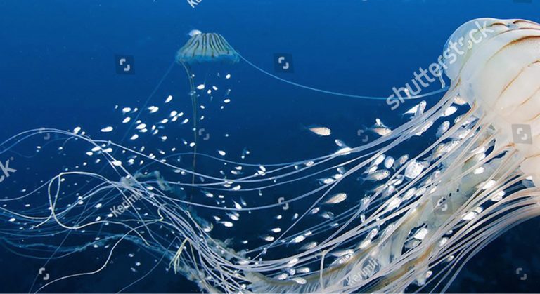 https://www.oceanexchange.org/wp-content/uploads/2022/07/jelly-fish-banner-min-768x419.jpeg
