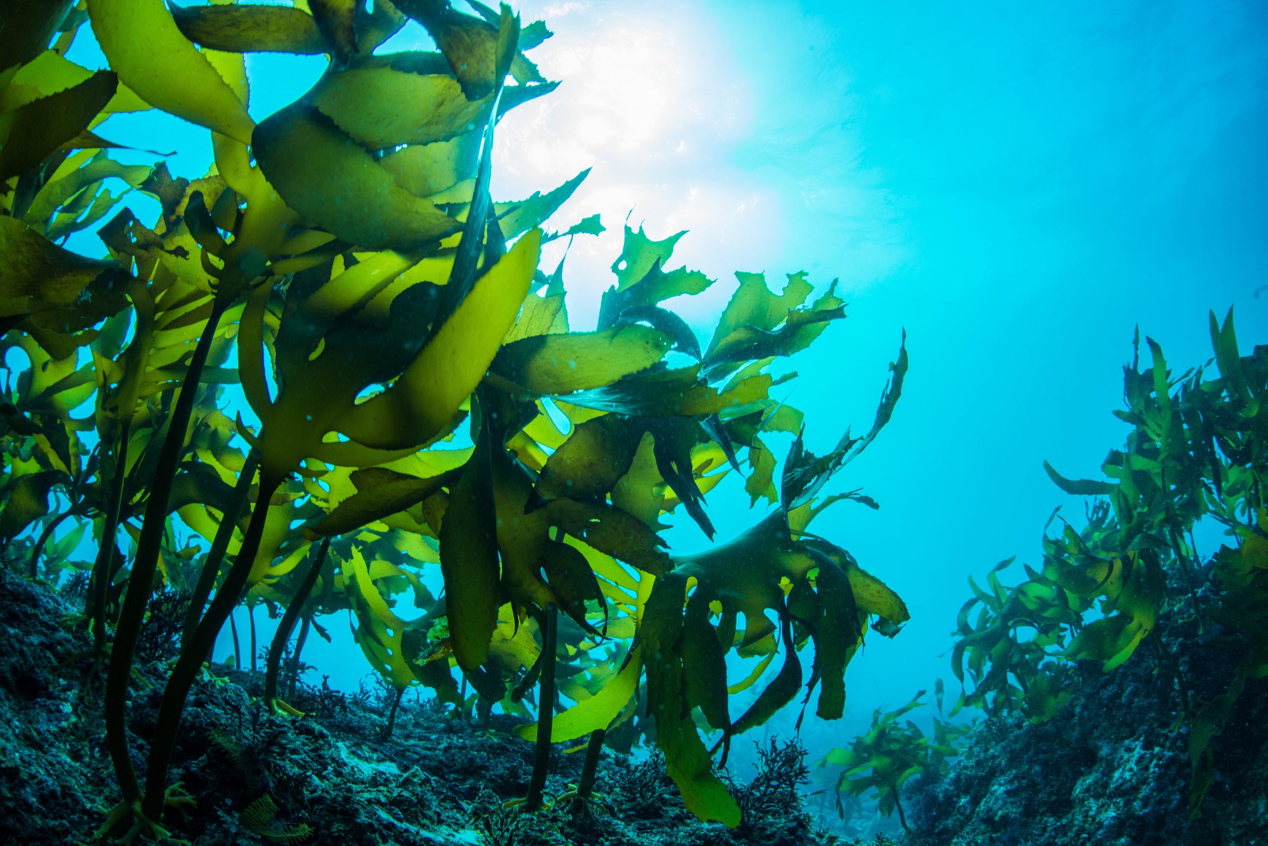 18 водоросли. Морские водоросли ламинария. Ламинария зеленая водоросль. Бурые водоросли ламинария. Ламинария в японском море.